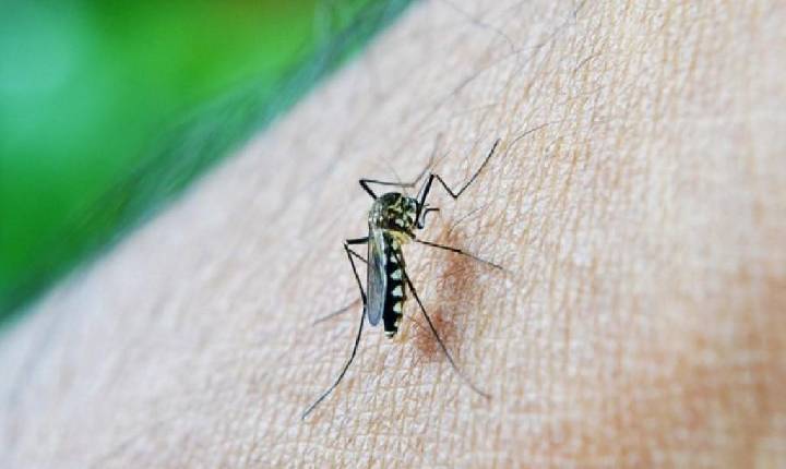 Alfenas está entre as cidades com mais casos prováveis de dengue em Minas Gerais