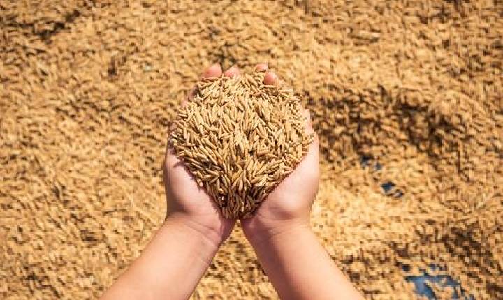 Após sete anos, produção mundial de arroz sofre recuo significativo.