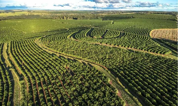 Aumento da área em produção reduz perdas no café arábica.