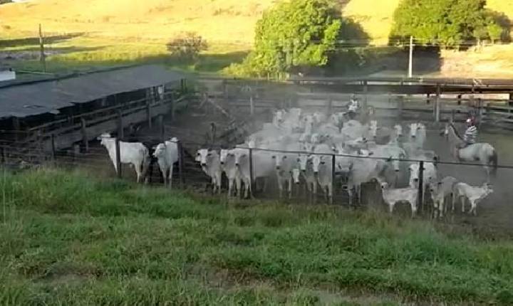 Cabeças de gado furtadas em Santana da Vargem são recuperadas na zona rural de Mimoso do Sul, ES.