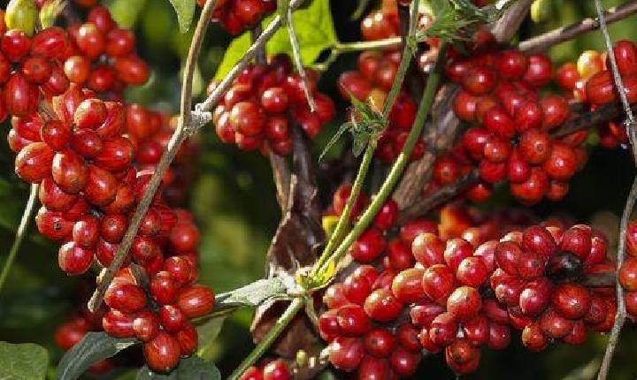 Clima e economia pressionam preço do café, mas setor se mantém positivo