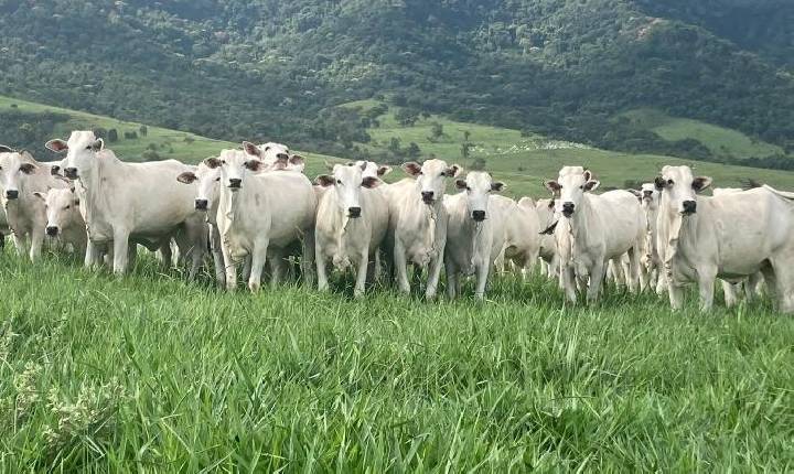 Coopercam orienta produtores sobre manejo do rebanho no período das águas.