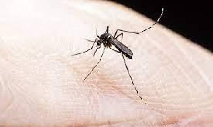 Dengue: Lira aponta 17 cidades do Sul de Minas com alto índice para transmissão de doenças por mosquitos