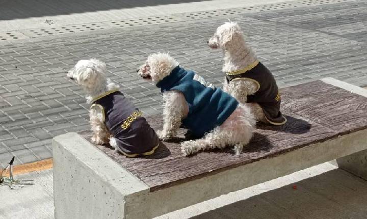 Em Pouso Alegre, moradora brinca com situação de segurança e coloca seus poodles como seguranças.