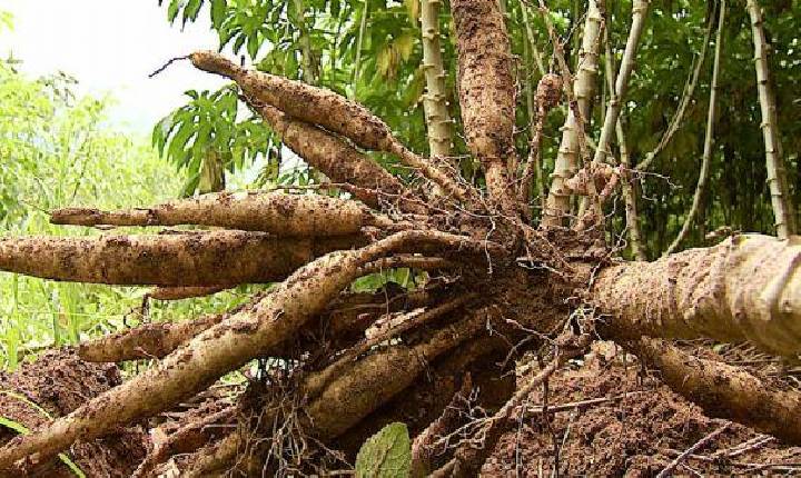 Idoso desaparecido é localizado na zona rural
