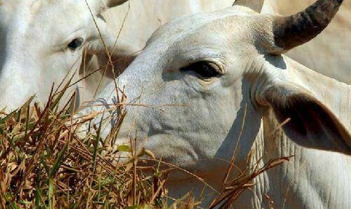 INDICADORES: arroba do boi gordo registra alta no preço nesta quarta-feira (5)