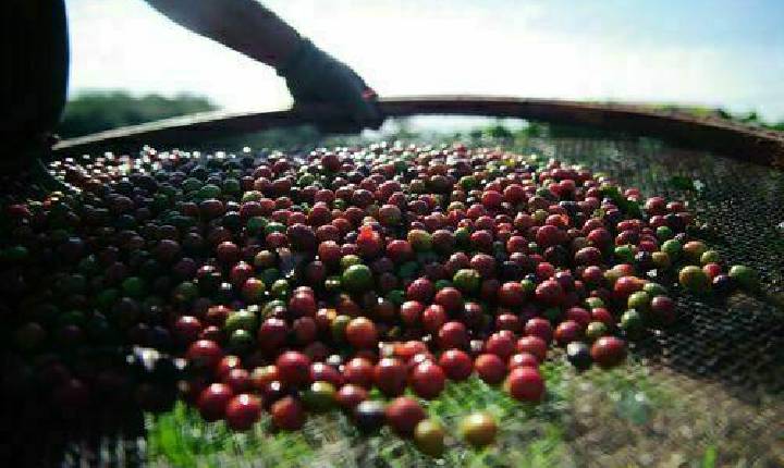 INDICADORES: café arábica registra elevação no preço nesta quarta-feira (21)