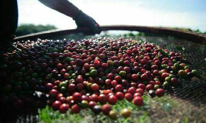 INDICADORES: preço do café arábica sobe nesta quinta-feira (6)