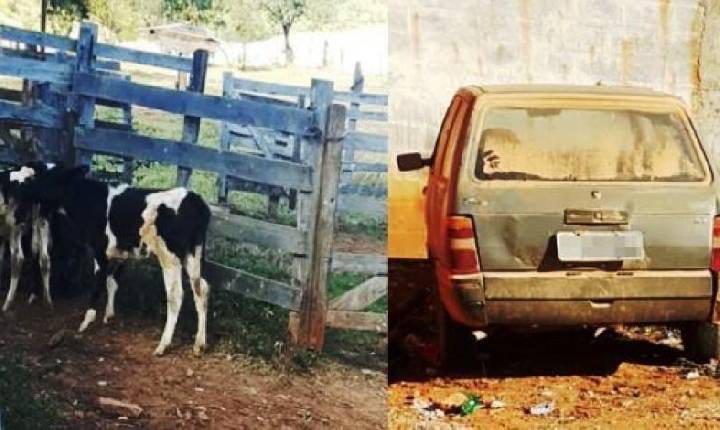 Ladrões furtam carro em Nepomuceno para transportar bezerras furtadas.