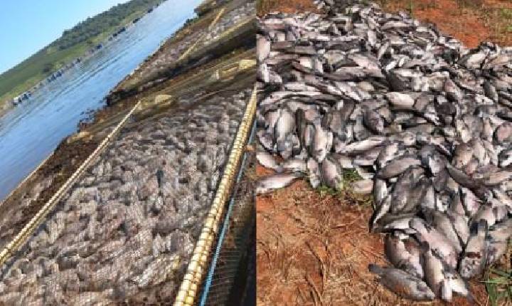 Morte de 132 toneladas de peixes no Lago de Furnas gera prejuízo de R$ 1 milhão.