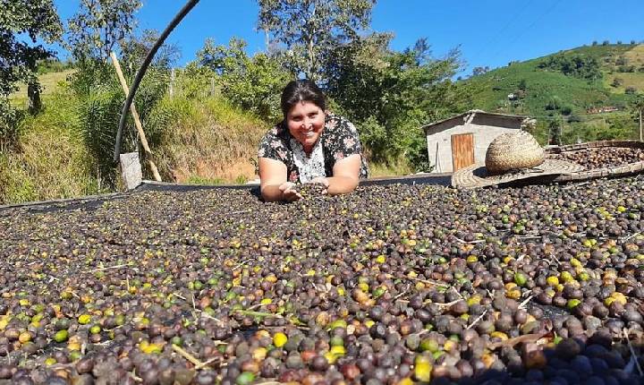 Mulheres conquistam espaço na cafeicultura com o 'café feminino' de Poço Fundo-MG.