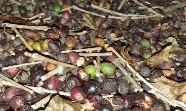 Nova portaria do Mapa pretende tirar cafés adulterados dos supermercados em MG.