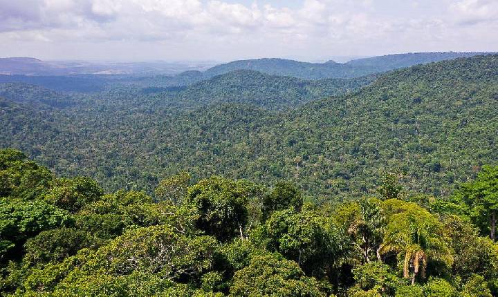 Petrobras anuncia ampliação nos investimentos em restauração florestal.