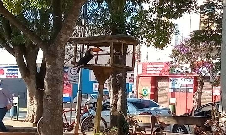 Praça no centro de Alfenas vira local de alimentação de um Tucano.