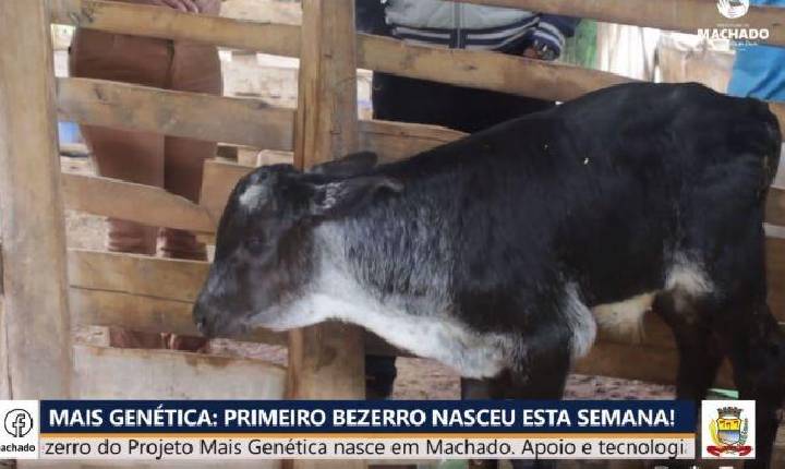 Primeiro bezerro do Projeto Mais Genética nasce em Machado.