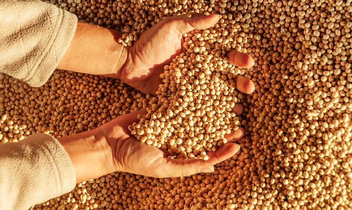 Produção de grãos é estimada em 272,5 milhões de toneladas com clima favorável para as culturas de 2ª safra