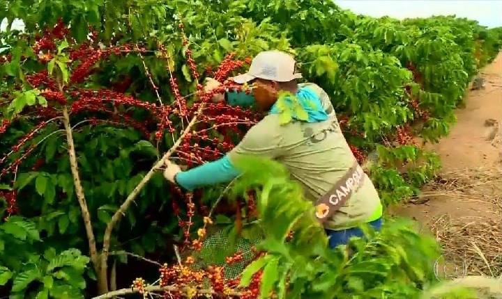 SAFRA DO CAFÉ IMPULSIONA A GERAÇÃO DE EMPREGOS NO SUL DE MINAS