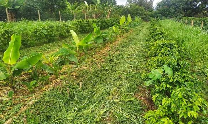 São Sebastião do Paraíso recebe curso de capacitação sobre práticas agroecológicas até sexta-feira.