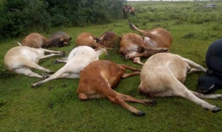 Sobe para 5 número de casos confirmados de raiva bovina no sul de Minas Gerais.