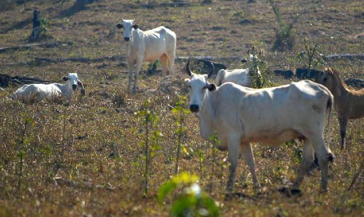 Vaca louca: Brasil suspende exportação de carne bovina para a China