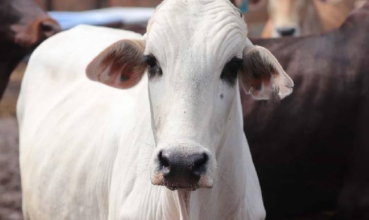 Vacinação contra a febre aftosa tem balanço positivo em Minas.