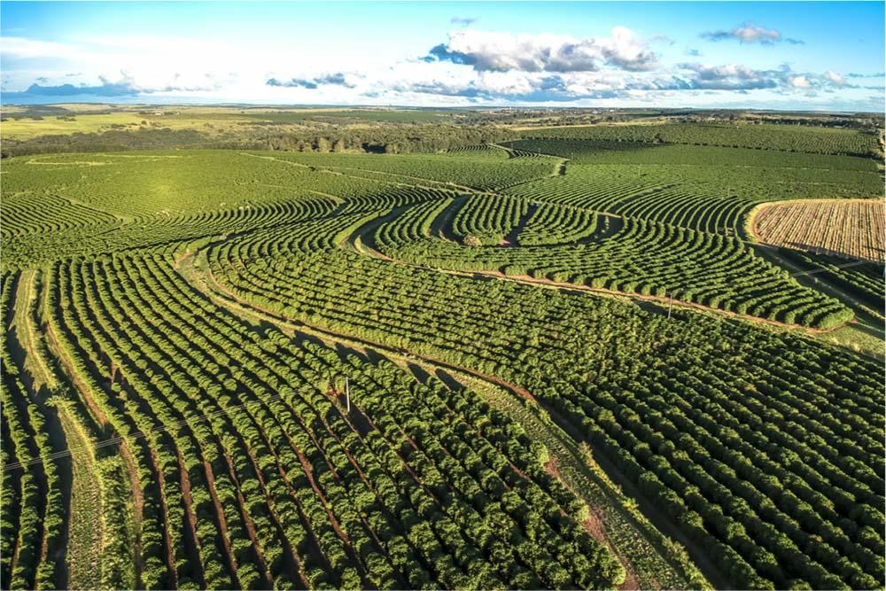 Aumento da área em produção reduz perdas no café arábica.