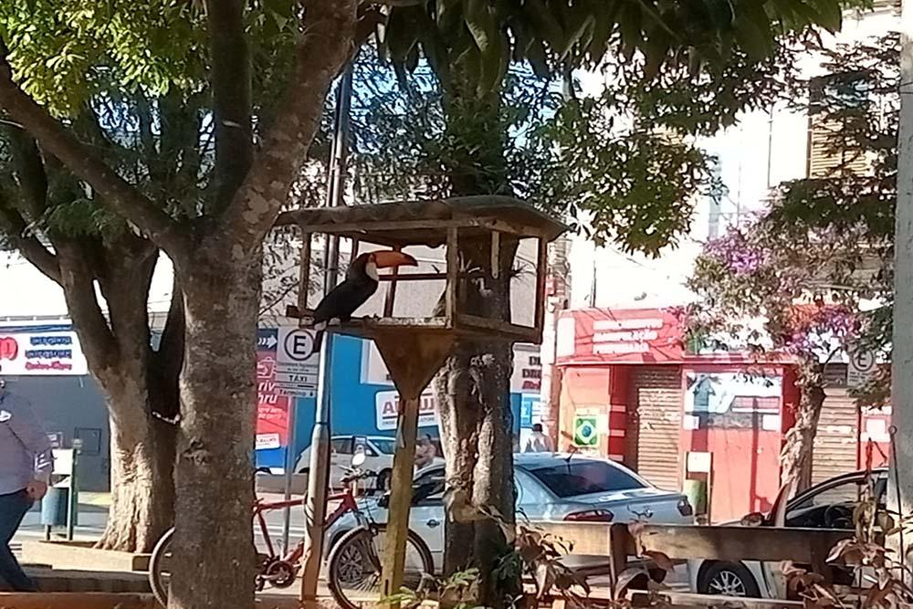 Praça no centro de Alfenas vira local de alimentação de um Tucano.
