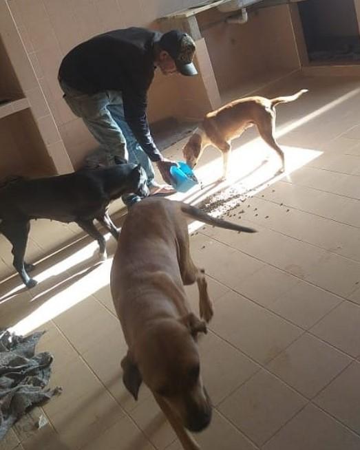 Após a castração de cães realizada no último mês, os animais de rua ficaram abrigados em uma escola na zona rural.