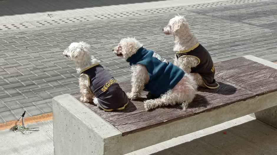 Em Pouso Alegre, moradora brinca com situação de segurança e coloca seus poodles como seguranças.