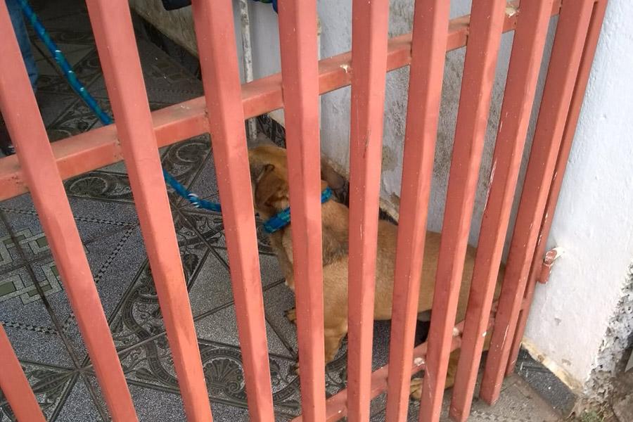 Polícia Civil resgata cão em situação de risco.