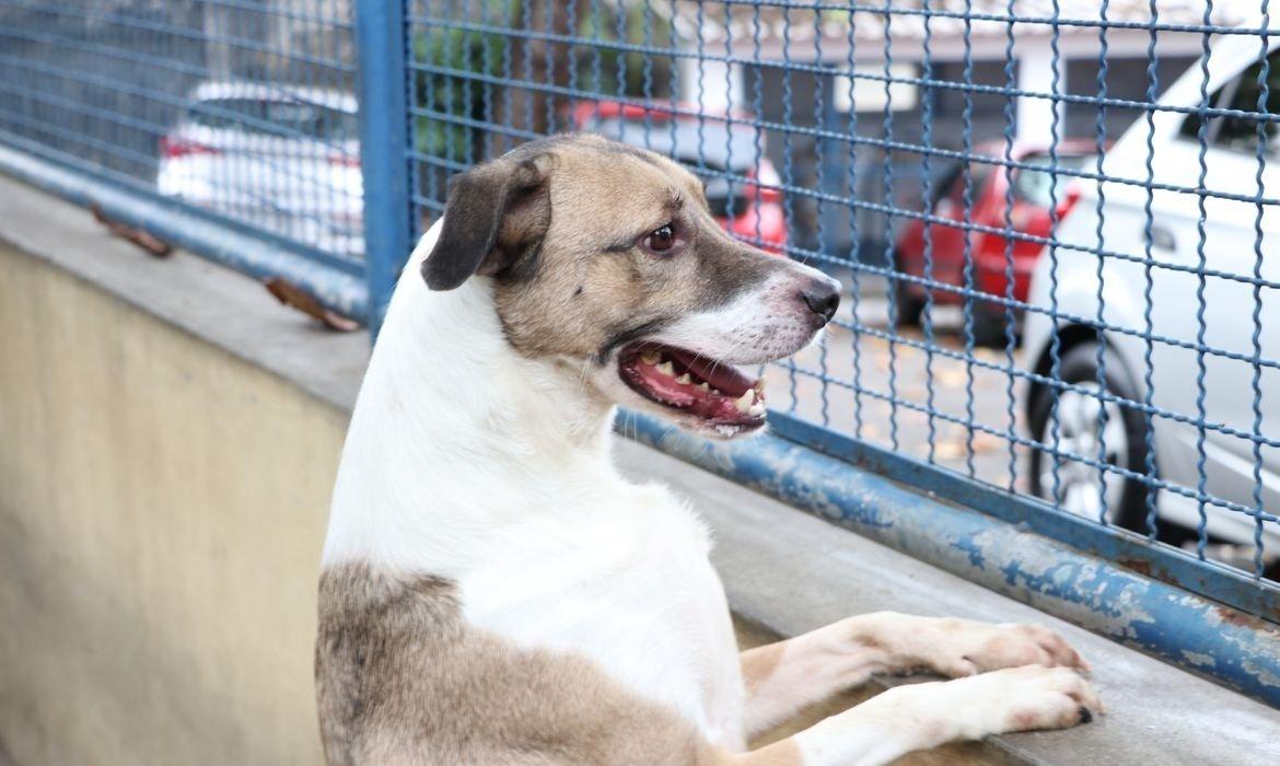 Bolsonaro sanciona lei que proíbe eutanásia de cães e gatos de rua.