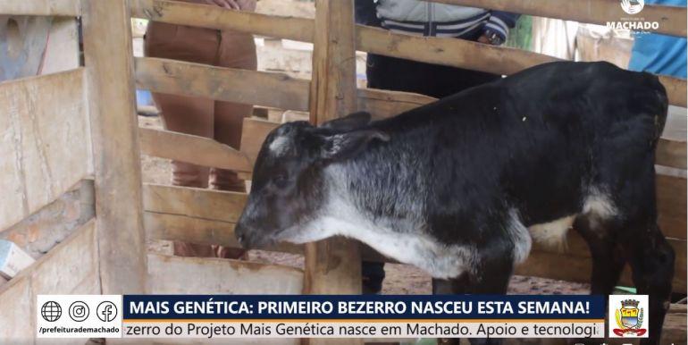 Primeiro bezerro do Projeto Mais Genética nasce em Machado.