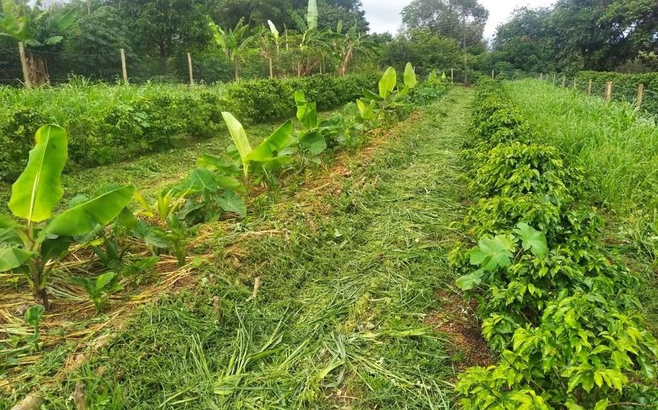 São Sebastião do Paraíso recebe curso de capacitação sobre práticas agroecológicas até sexta-feira.