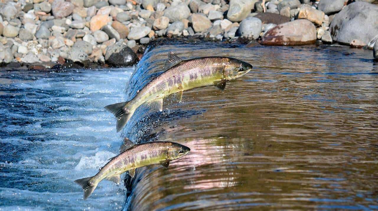 Piracema é iniciada em Minas Gerais.