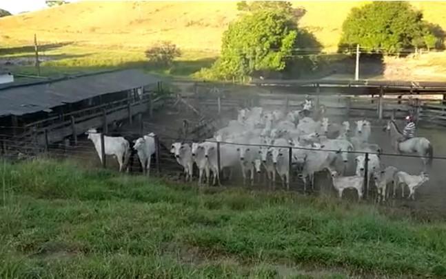 Cabeças de gado furtadas em Santana da Vargem são recuperadas na zona rural de Mimoso do Sul, ES.