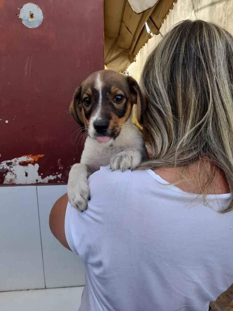 Polícia Civil de Alfenas realiza o resgate de mais um cachorro.