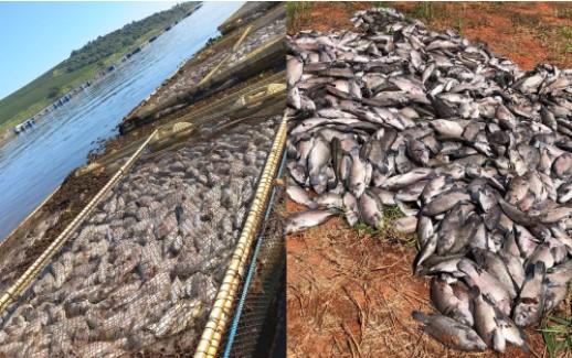 Morte de 132 toneladas de peixes no Lago de Furnas gera prejuízo de R$ 1 milhão.