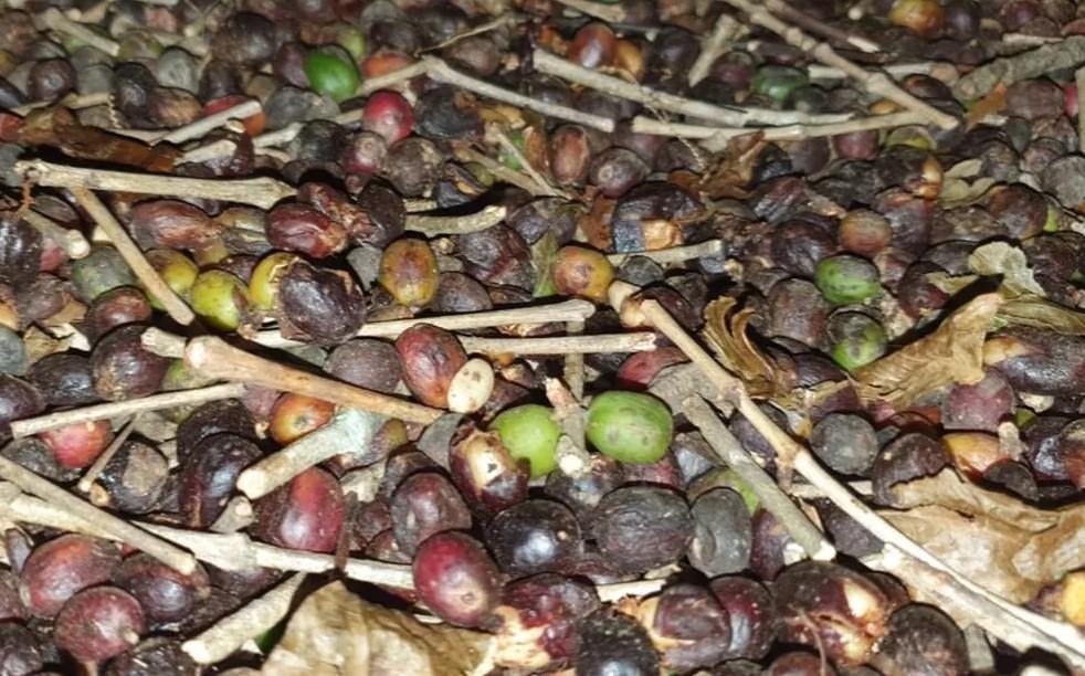 Nova portaria do Mapa pretende tirar cafés adulterados dos supermercados em MG.