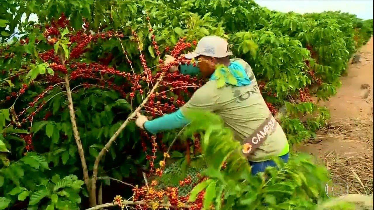 SAFRA DO CAFÉ IMPULSIONA A GERAÇÃO DE EMPREGOS NO SUL DE MINAS