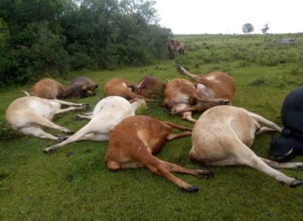 Sobe para 5 número de casos confirmados de raiva bovina no sul de Minas Gerais.