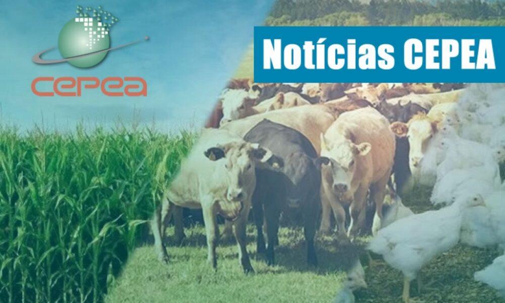 O Cepea calcula o PIB do Agronegócio com apoio financeiro da Confederação da Agricultura e Pecuária do Brasil