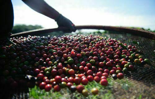 INDICADORES: preço do café arábica sobe nesta quinta-feira (6)
