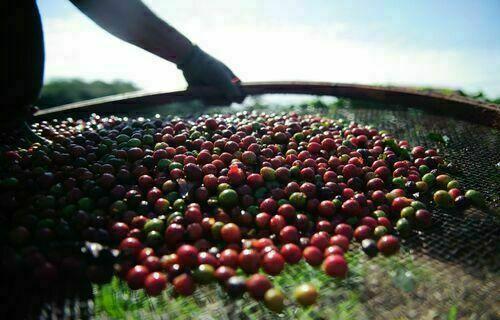 INDICADORES: café arábica registra elevação no preço nesta quarta-feira (21)