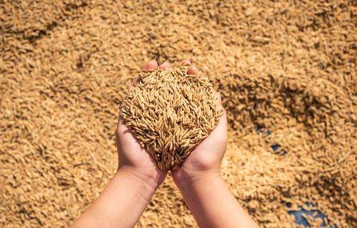 Após sete anos, produção mundial de arroz sofre recuo significativo.