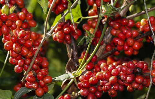 Clima e economia pressionam preço do café, mas setor se mantém positivo