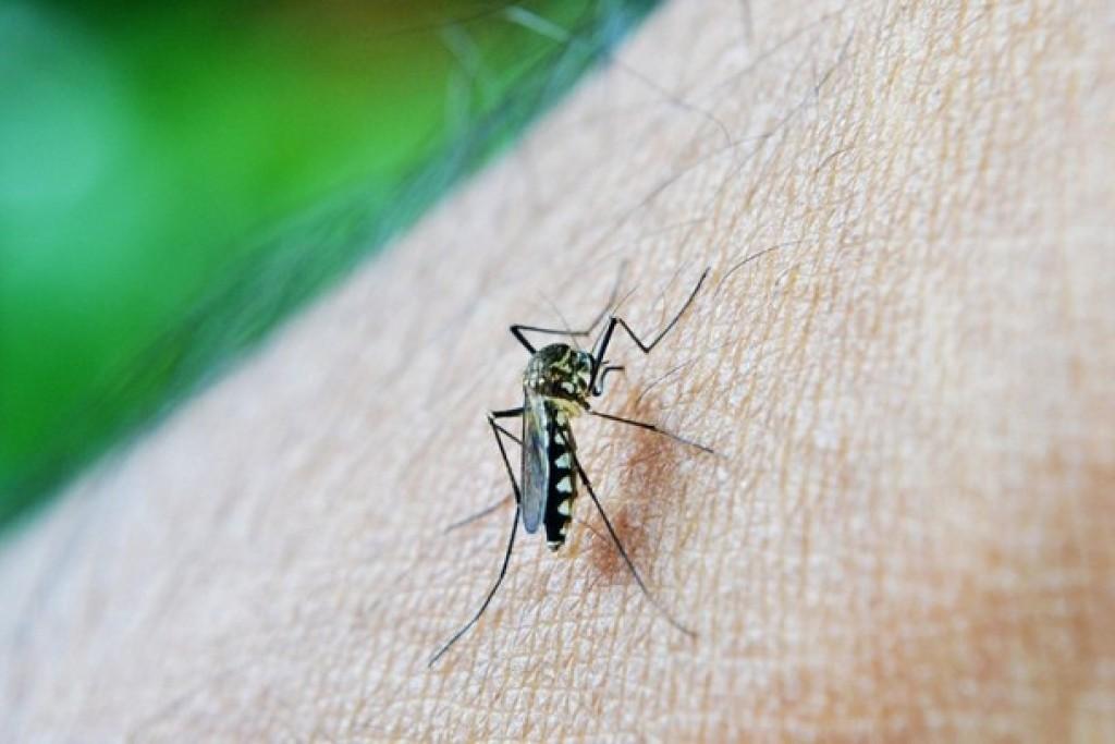 Alfenas está entre as cidades com mais casos prováveis de dengue em Minas Gerais