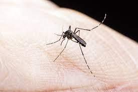 Dengue: Lira aponta 17 cidades do Sul de Minas com alto índice para transmissão de doenças por mosquitos